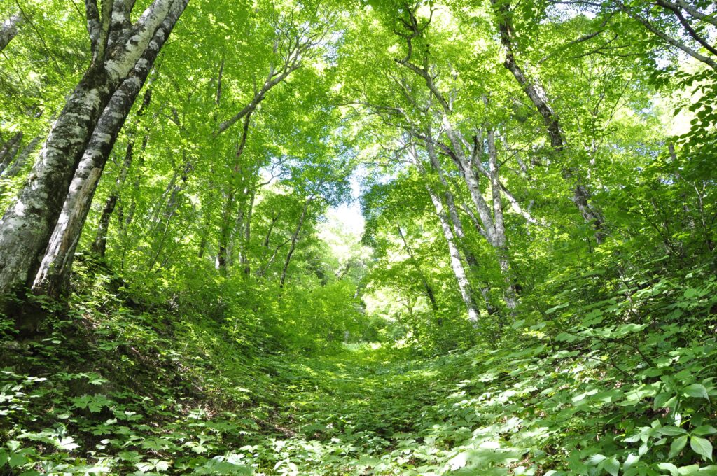 裏銀座登山道