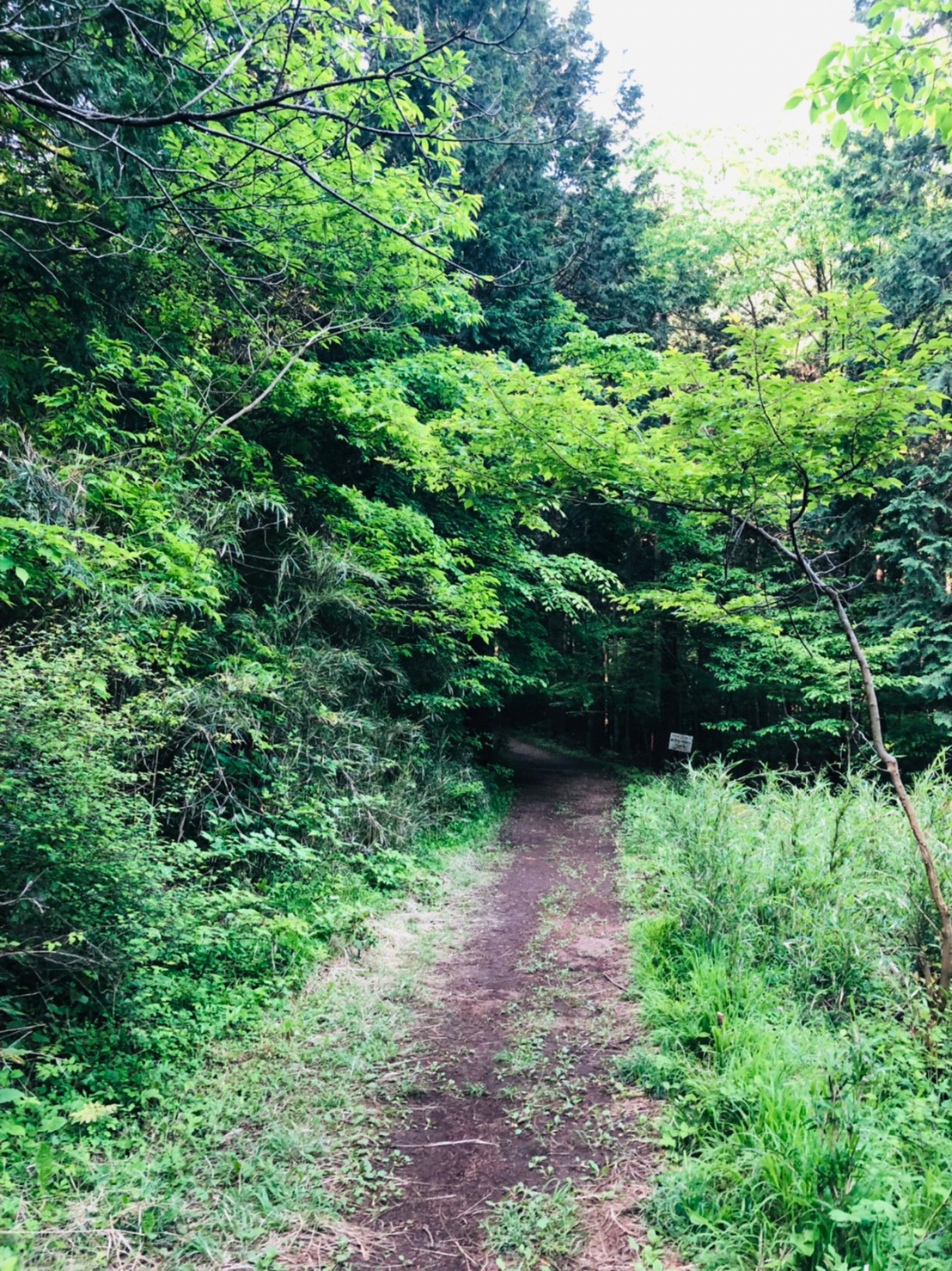 高川山登山ルート