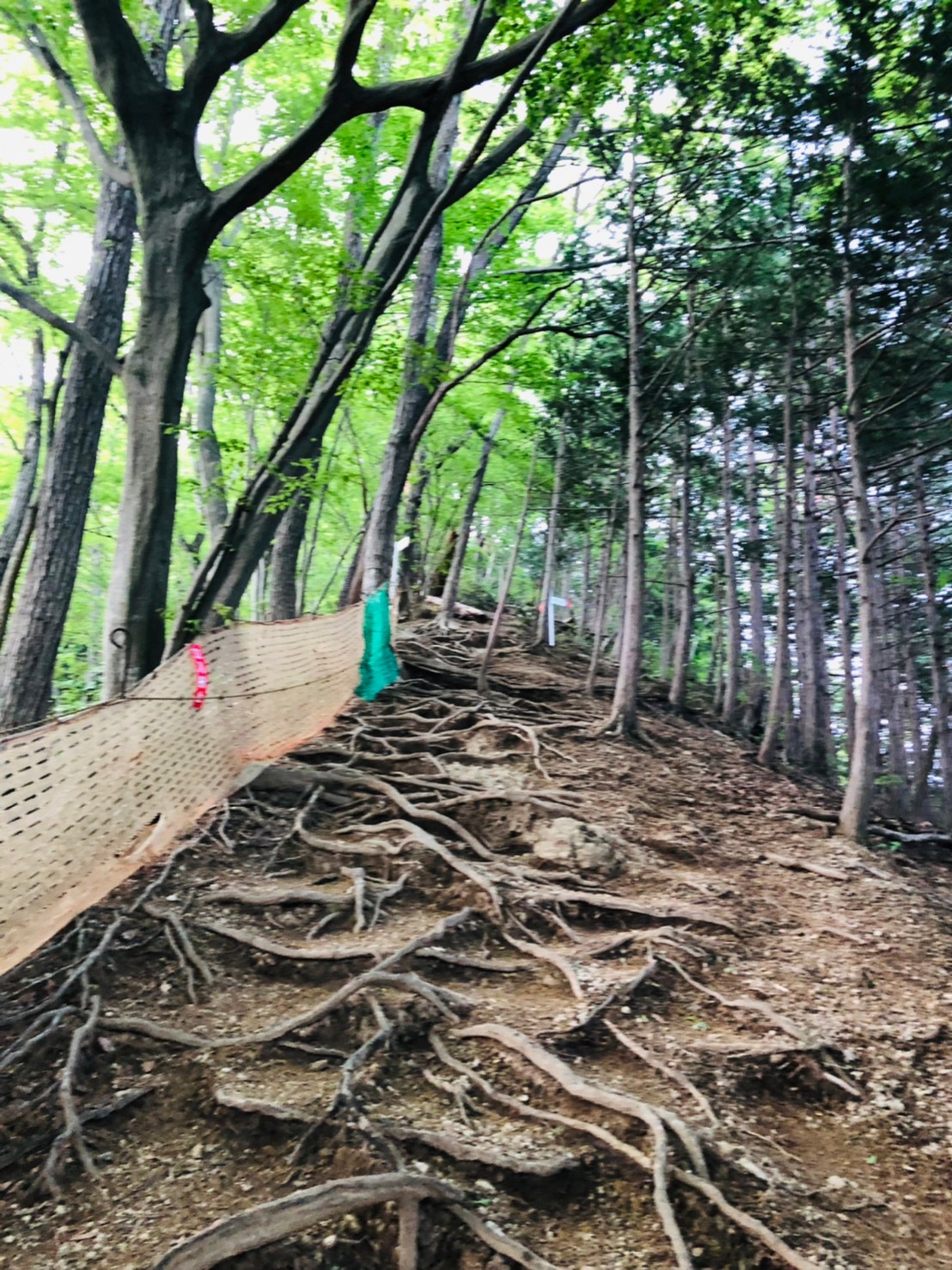 高川山の登山ルート