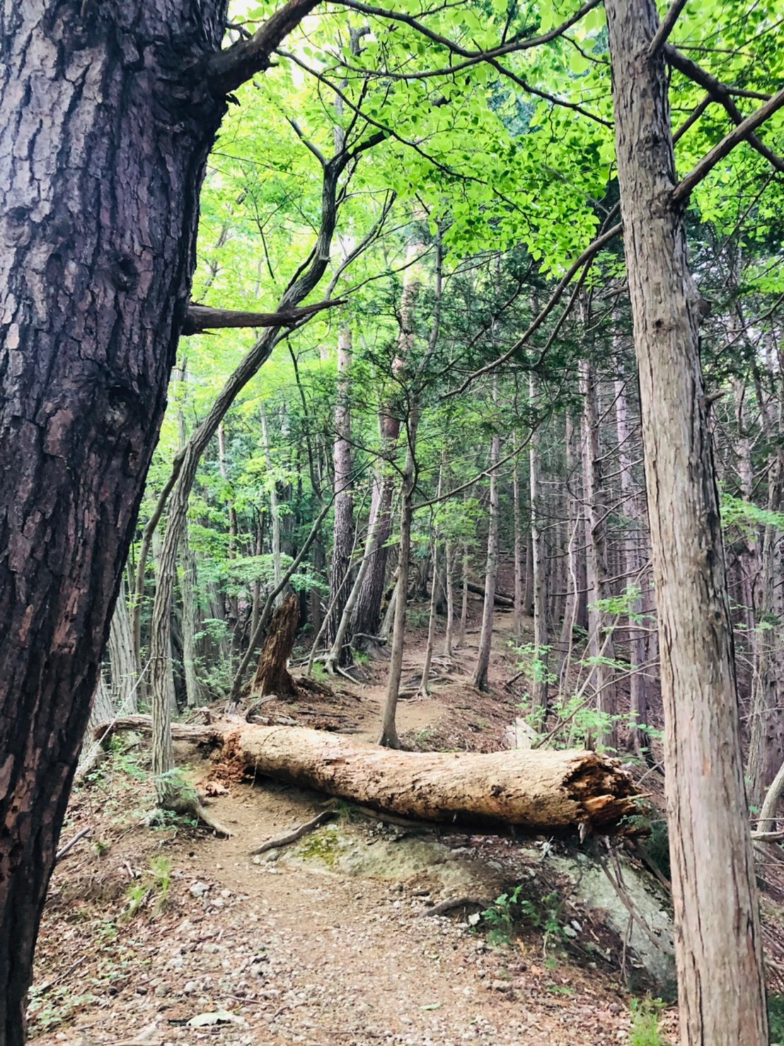 高川山登山ルート