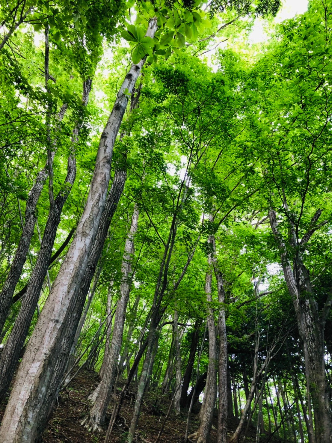 高川山コース