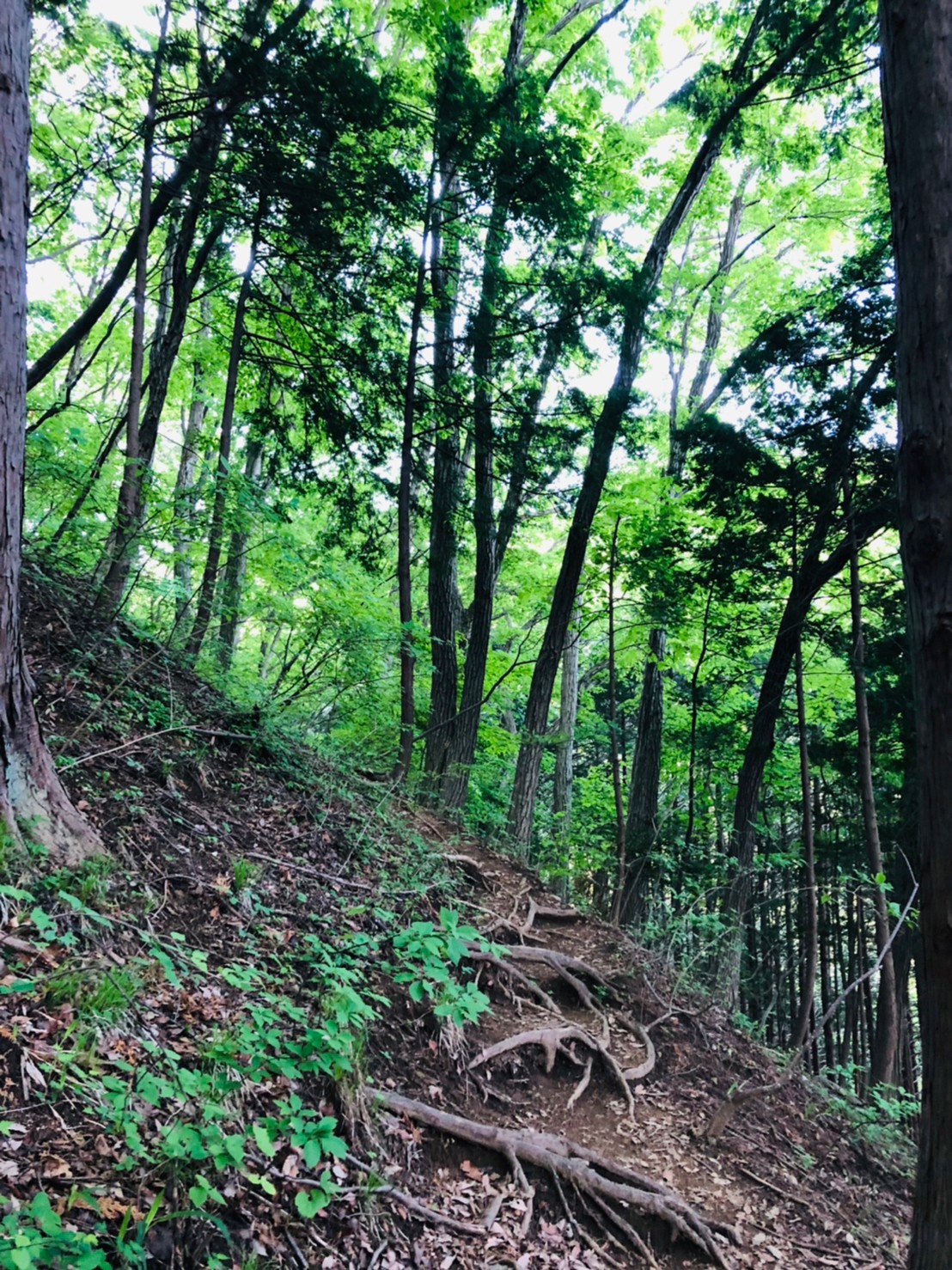 高川山