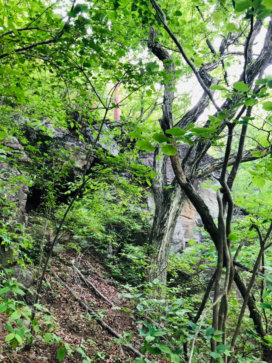 高川山登山男坂コース