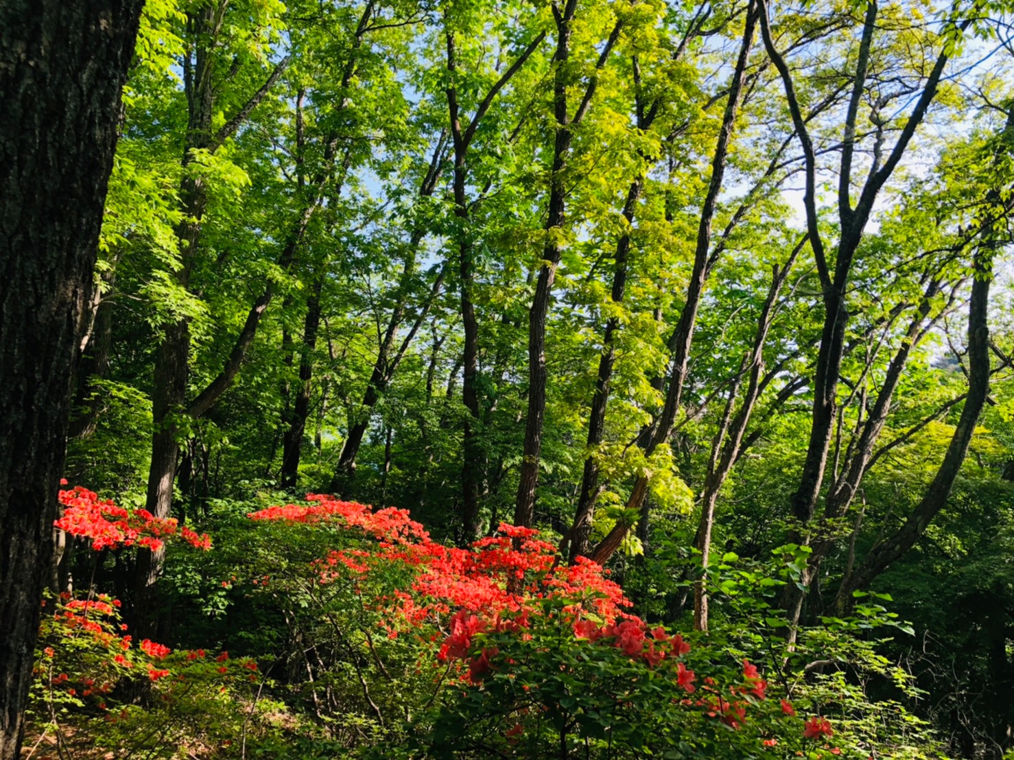 高川山登山ルート